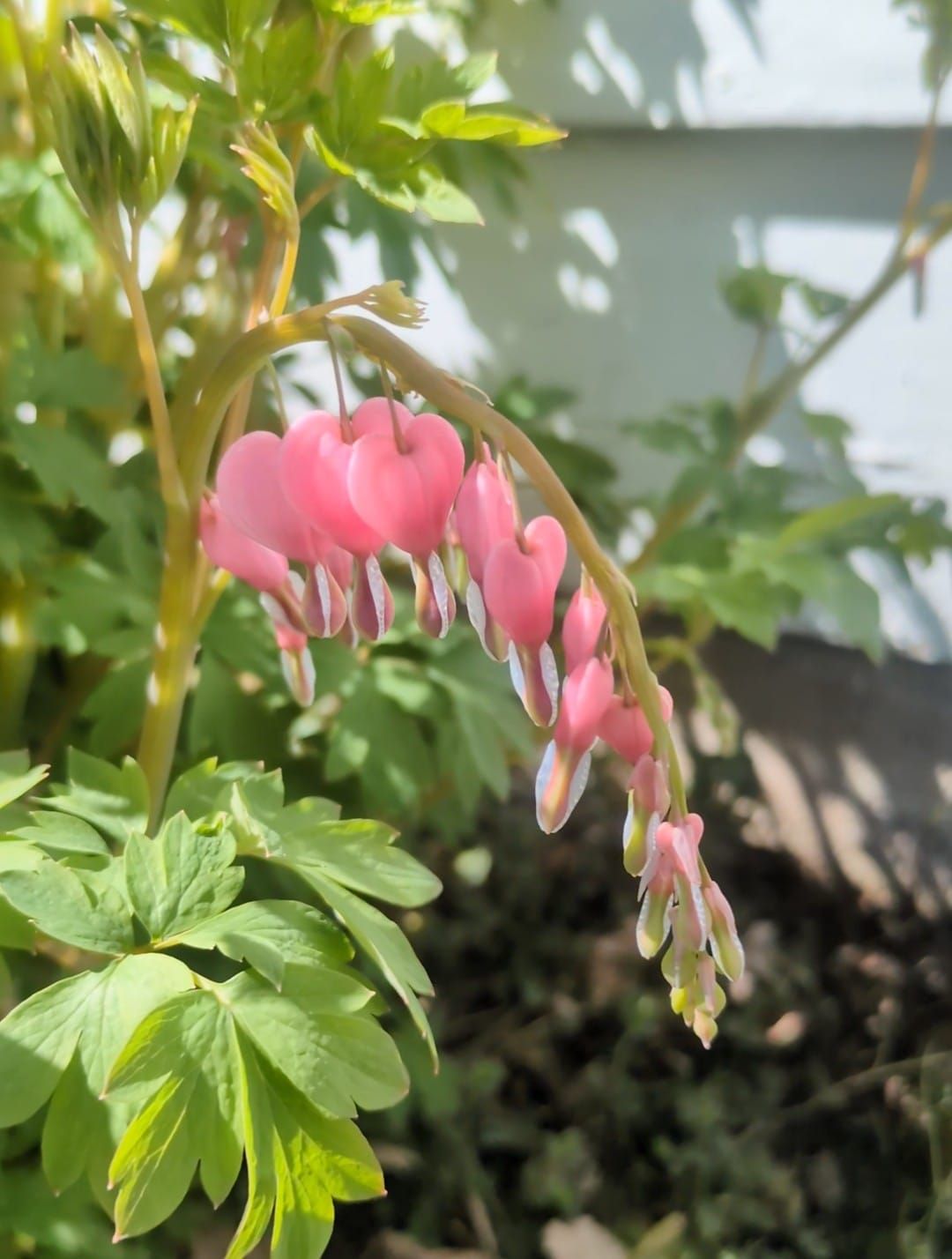 BONUS CONTENT: Bleeding Heart is Blooming Late April in Minnesota!