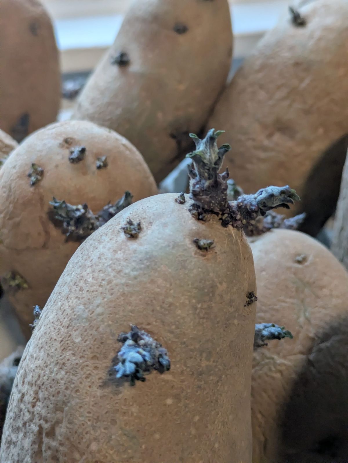 Potato chitting on St. Paul's East Side!