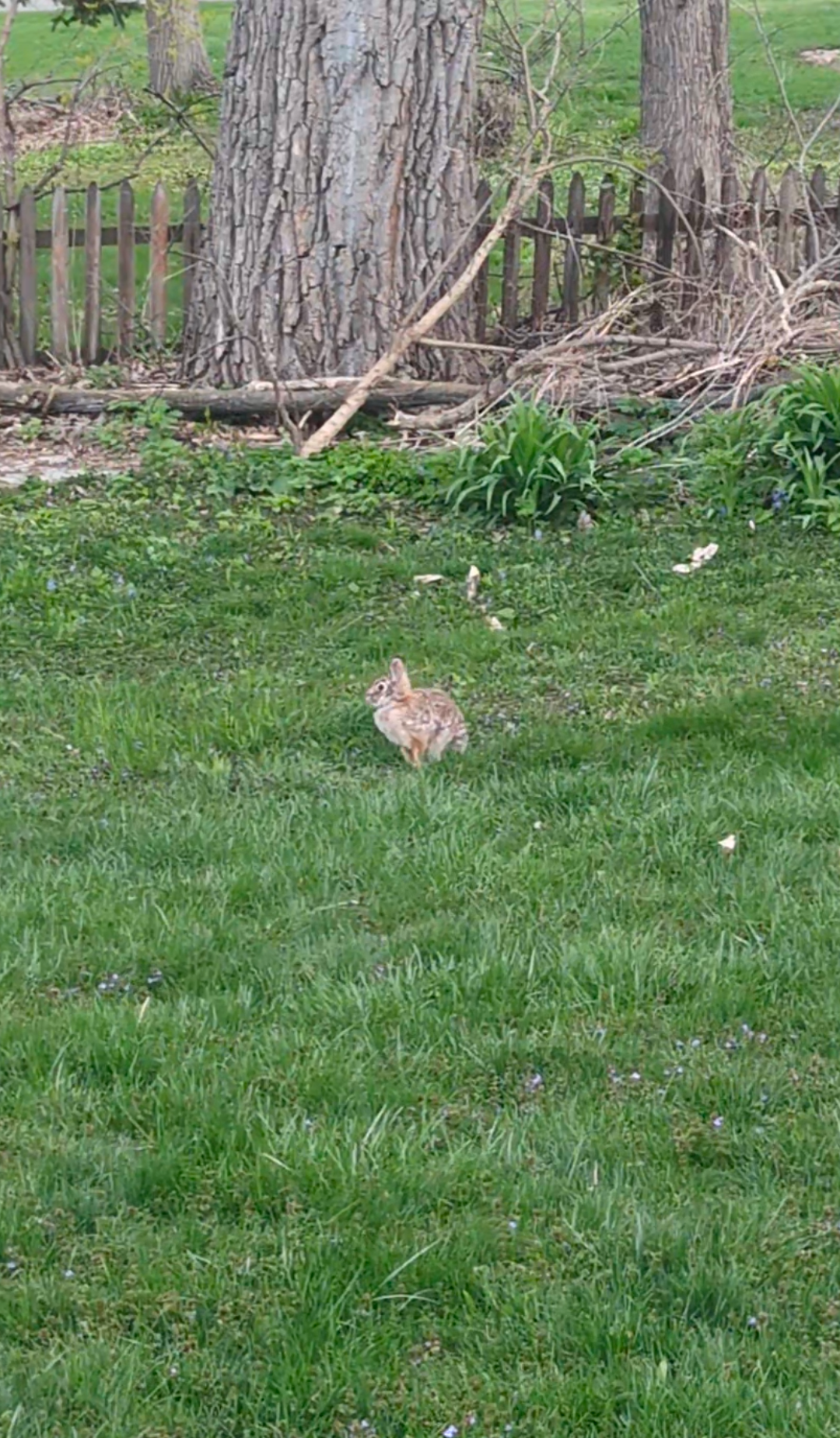 Squirrels, Rabbits & Neighborhood Cats! How to Protect Your Veggie Garden From Outdoor Wildlife