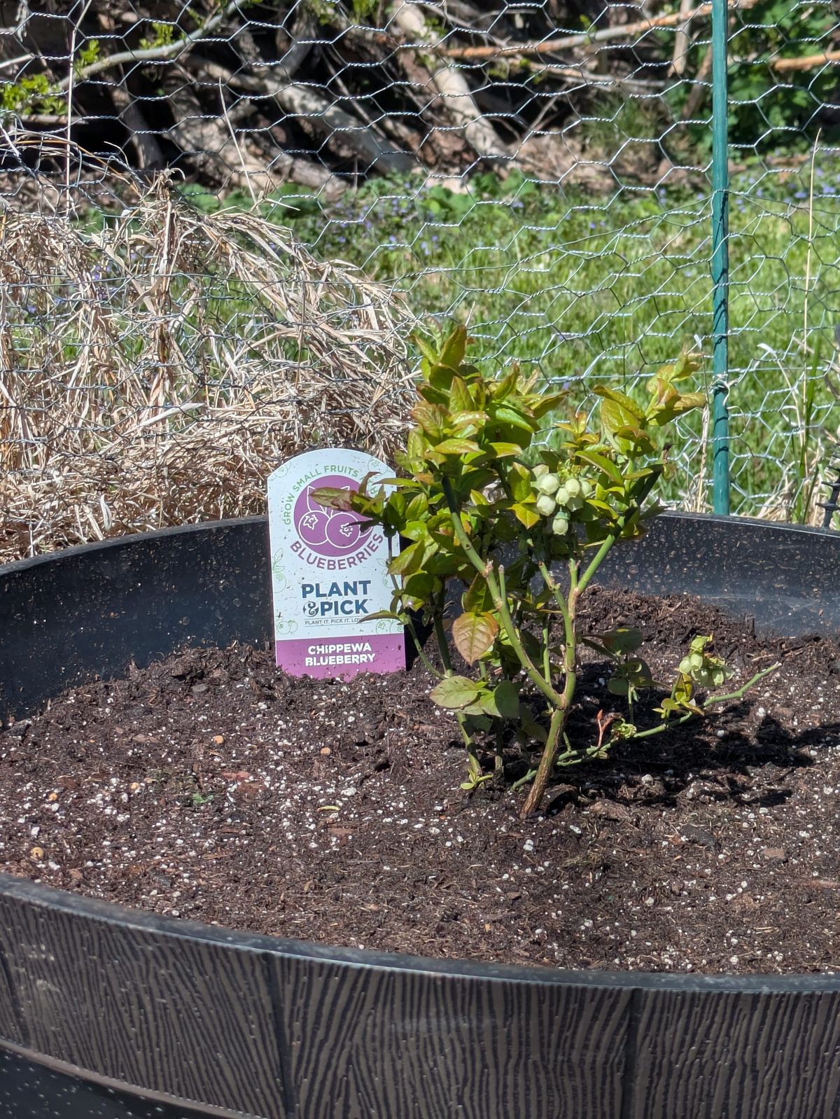 The Blueberry Plant Moved to it's Forever Home: A Large (Plastic) Whiskey Barrel