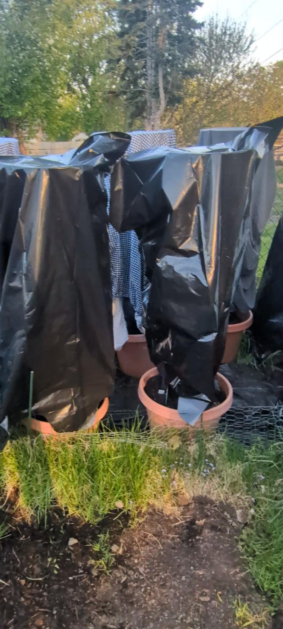 Minnesota Gardeners: How to Protect Your Container Veggies from the Overnight Chill