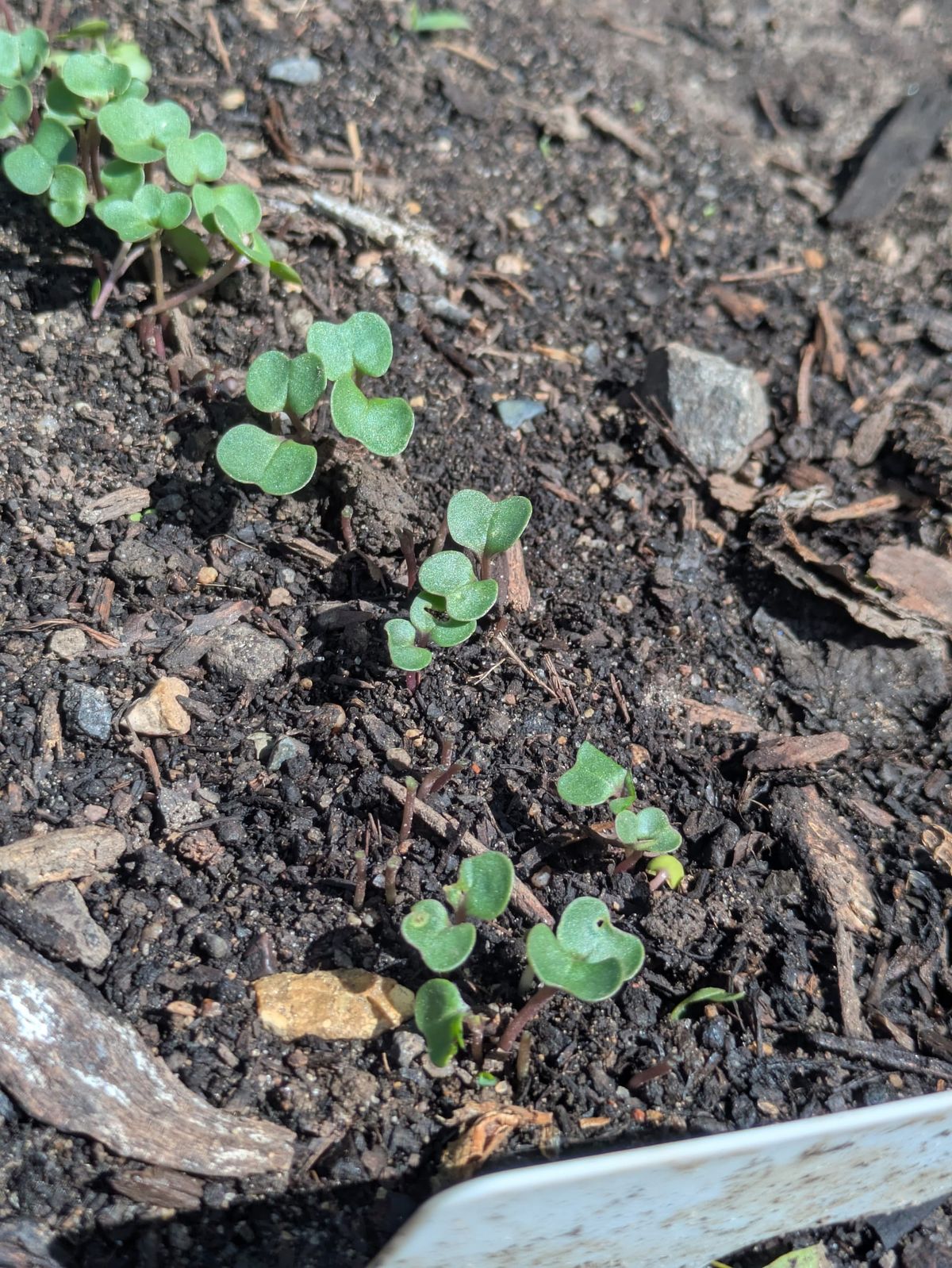 Growing Greens in Minnesota? Give Those Crowded Seedlings a Little HAIRCUT!