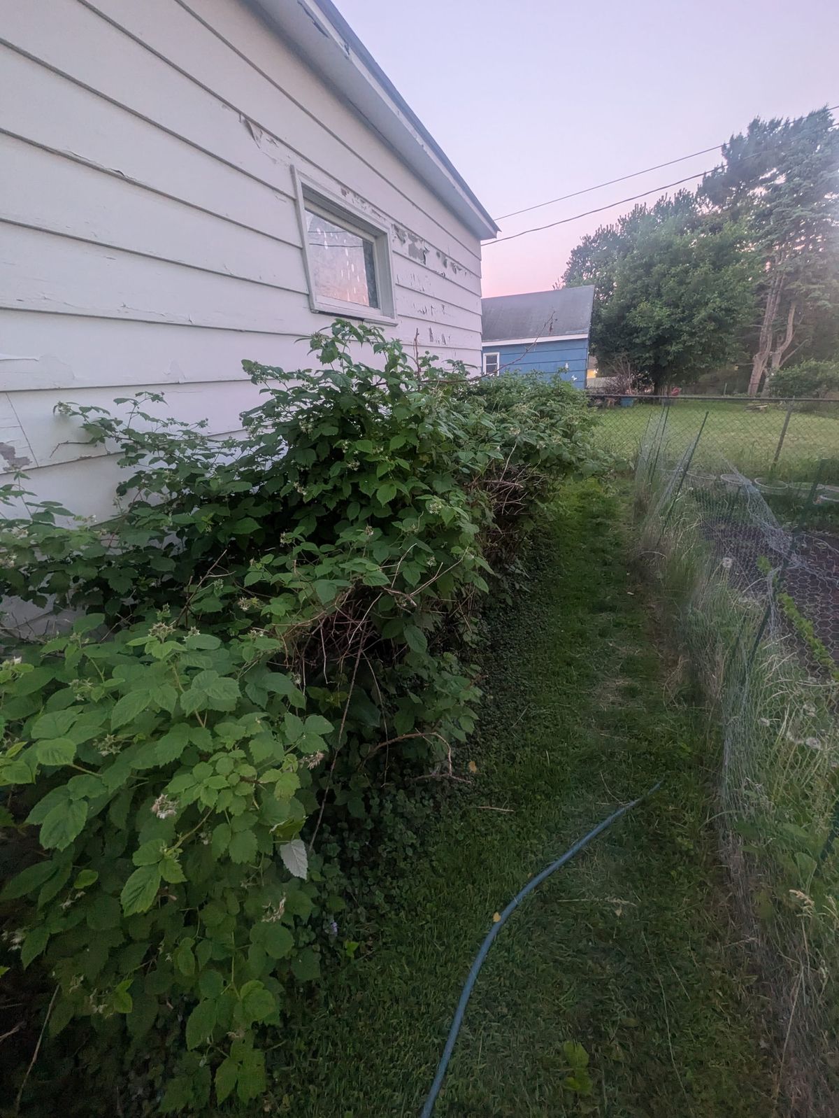 This Massive St. Paul Raspberry Bush is Taking Over & Almost Ready for Harvest!