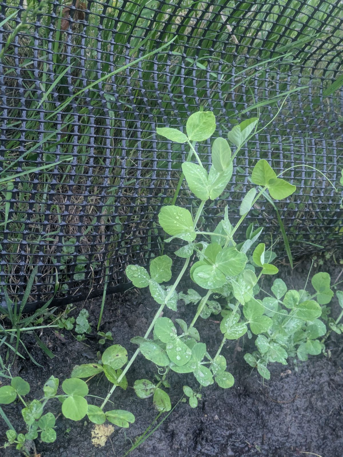 Vegetable Gardening in St. Paul: How to Grow Snap Peas Along a Fence