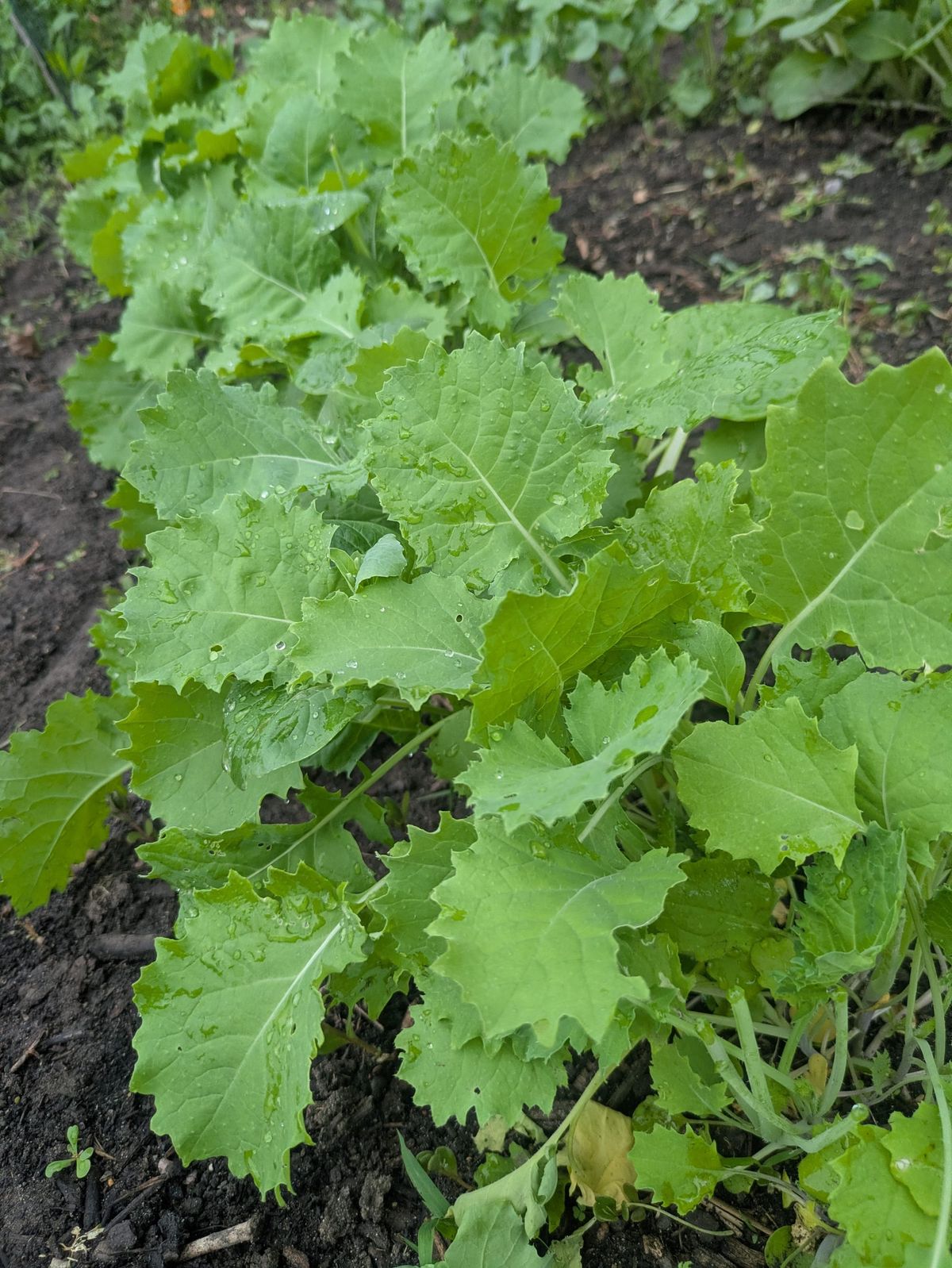 Growing Leafy Greens on St. Paul’s East Side: Summer Kale & Cabbage Update