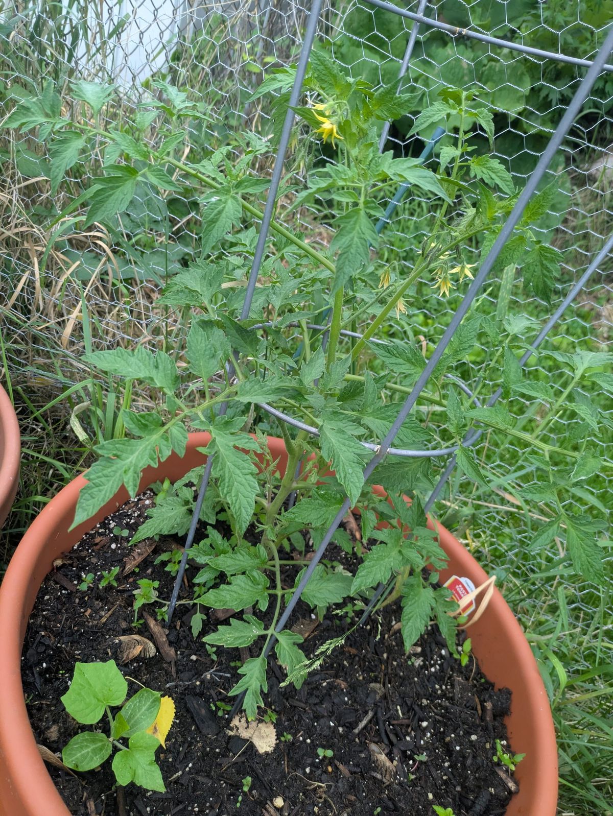 Growing Container Tomatoes in St. Paul: The Lazy Gardener's Fertilizing Technique