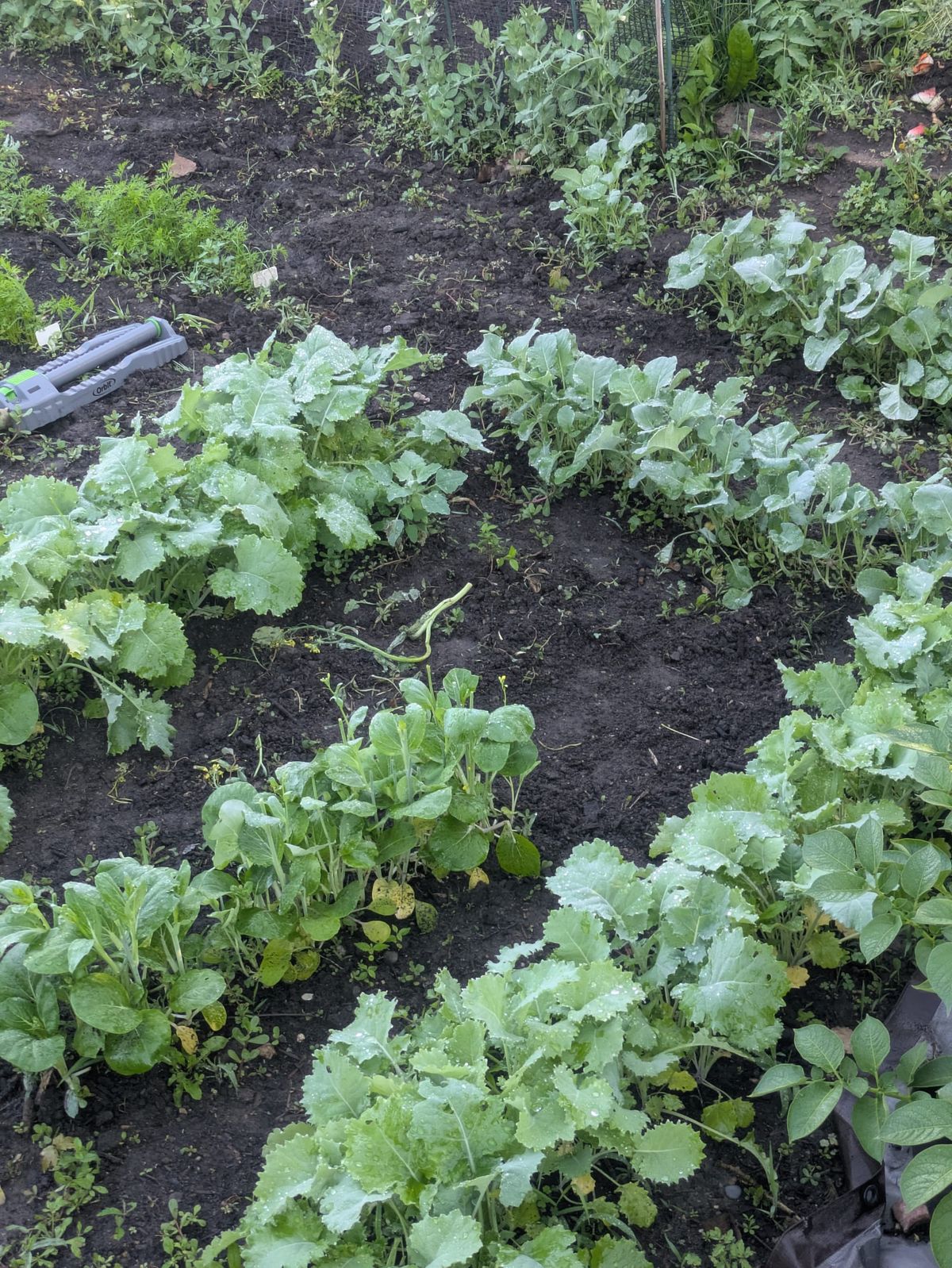 How to Stagger Leafy Greens in Zone 4b
