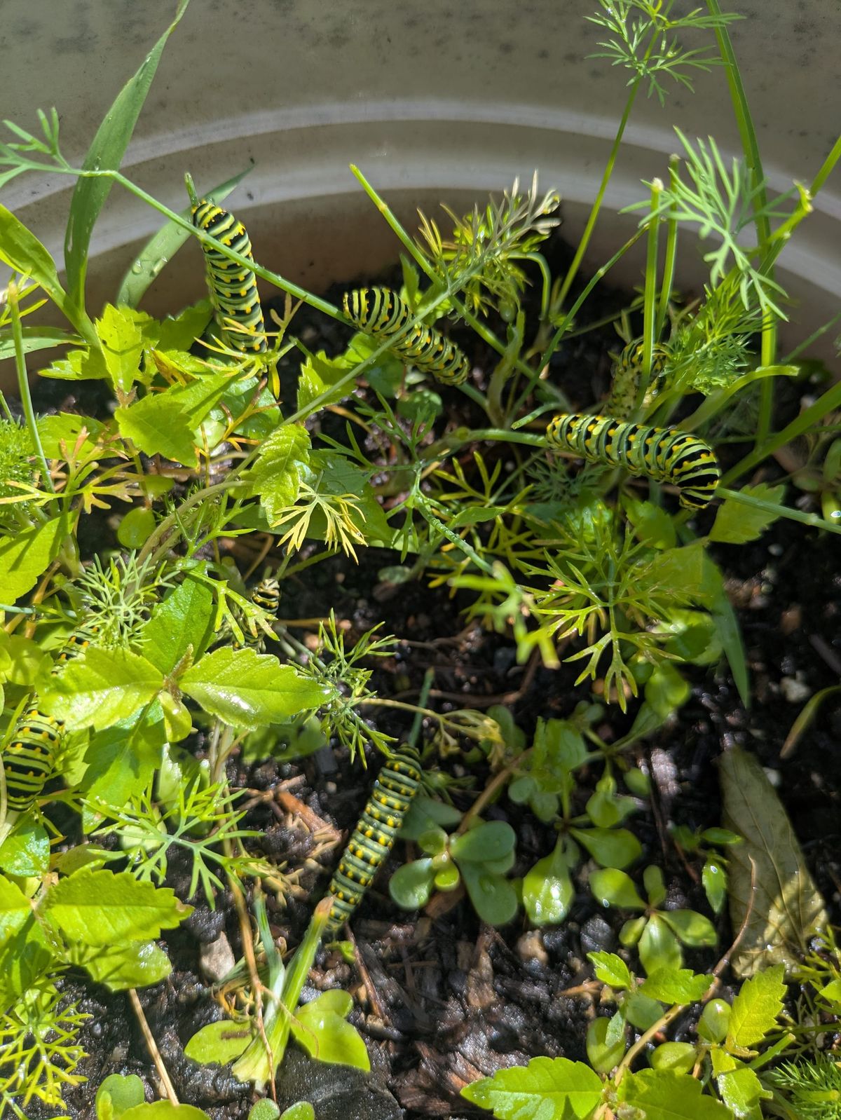 Watch This Caterpillar Munch On Some Dill in Real Time!