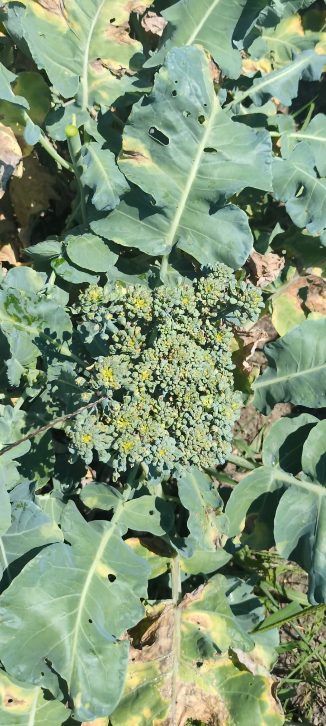 First Fresh Broccoli Harvest in St. Paul, MN