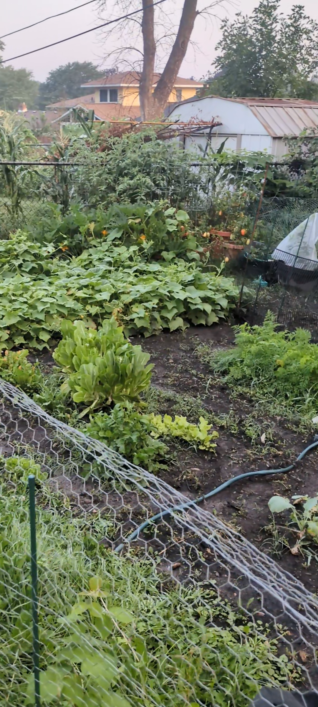 I Spent $326 on My St. Paul Garden in 2026... Did It Pay Off?