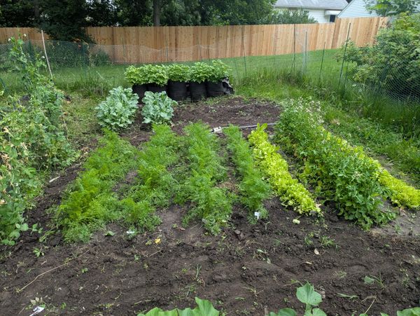 Challenge Accepted: Proving the Value of My 'Little' East Side Garden Plot