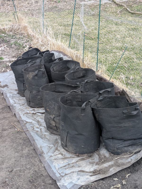 Planting Potatoes in Grow Bags: An Earlier Start for Year Two