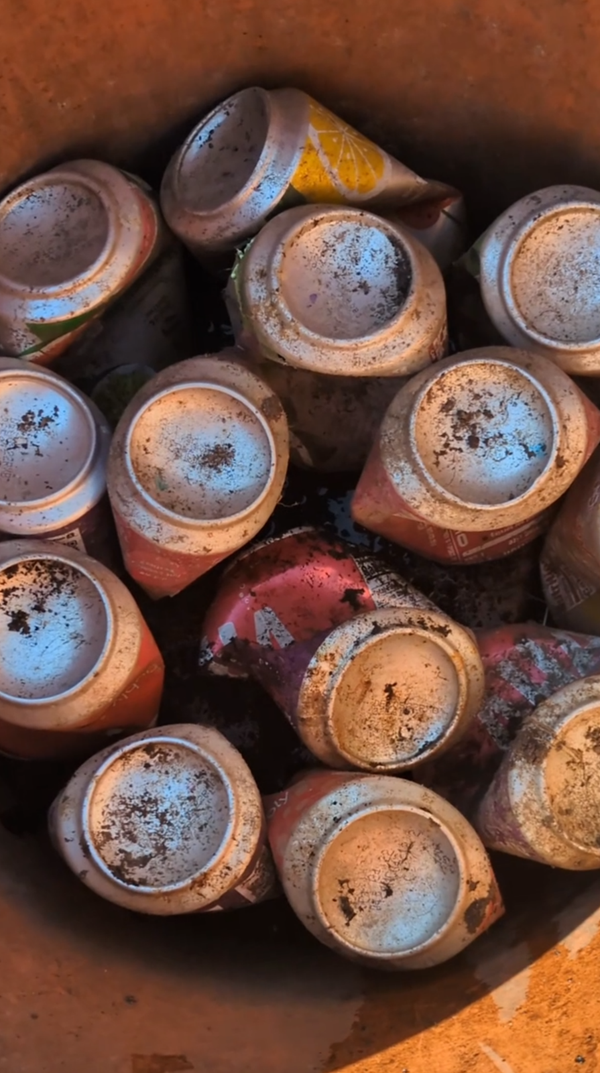 Gardening Life Hack: Use Empty Soda Cans to Save on Soil for Your Container Plants!