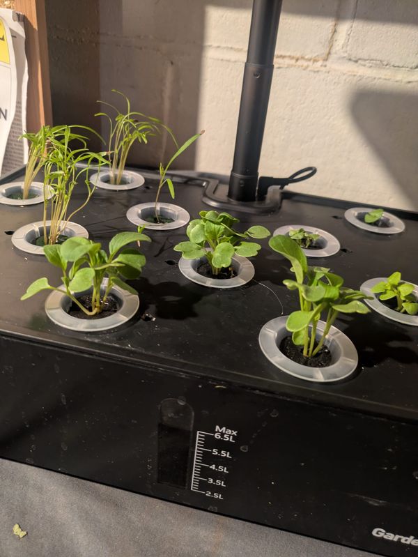 Microgarden Check-in Pt. Deux: Consolidating the Herbs