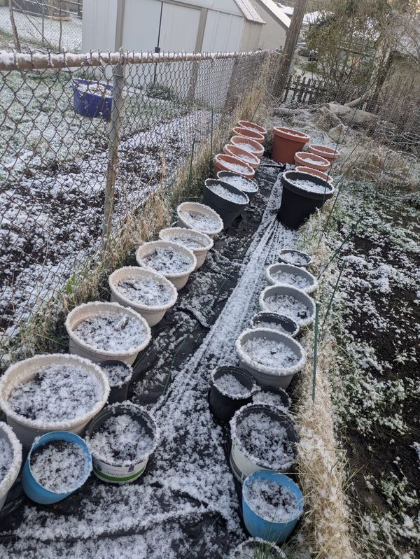 SNOW on St. Paul's East Side Sunday Morning! Will My Potatoes Survive?
