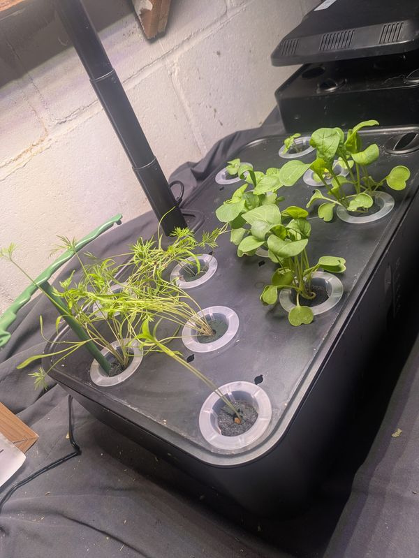 3-Week Microgarden Update: The Good, The Bad, and The Stunted Basil