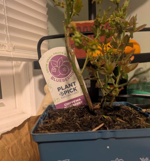 I Bought a Blueberry Plant! The First New Addition of the Minnesota Gardening Season