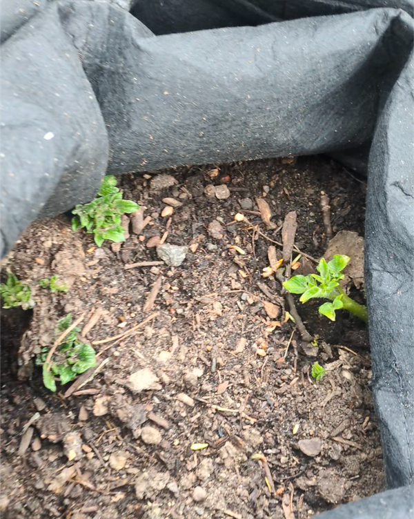 Potatoes are Showing Sprouts – But When Should They Be Hilled?