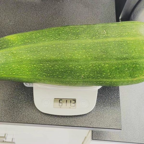 FLASHBACK: I Once Grew a Zucchini That Weighed Almost 7 LBS!