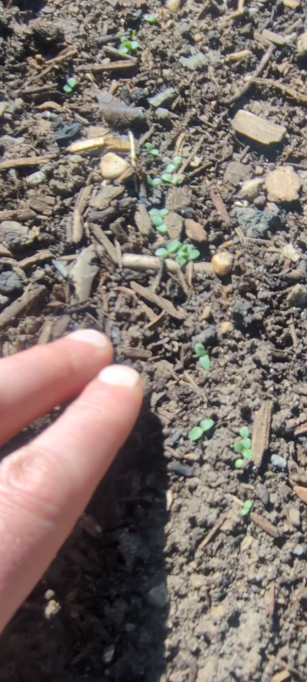 Signs of Life–Seeds are SPROUTING in the  Garden Bed!