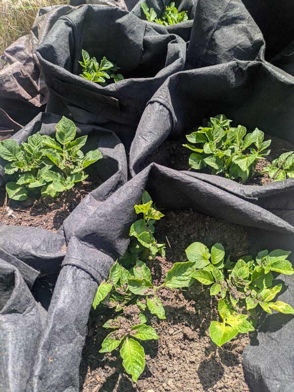 Hilling Potatoes in Grow Bags: A Guide for St. Paul Gardeners