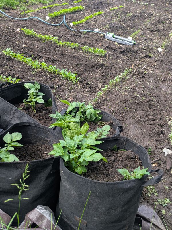 Growing Potatoes in St. Paul: The 'Wait and See' Stage for Grow Bags