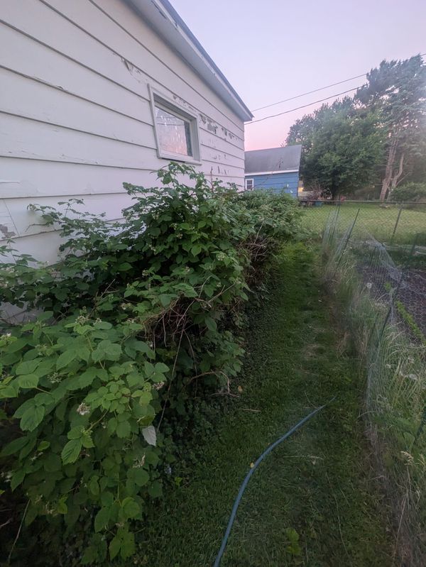 This Massive St. Paul Raspberry Bush is Taking Over & Almost Ready for Harvest!