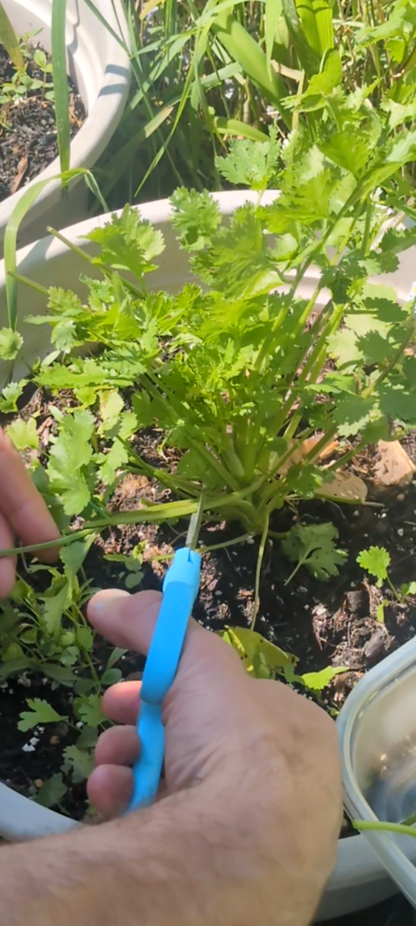 Taco Tuesday on St. Paul's East Side: Time to Trim Some Cilantro!