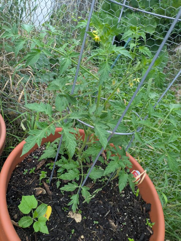 Growing Container Tomatoes in St. Paul: The Lazy Gardener's Fertilizing Technique