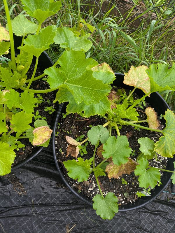 Dealing with Zucchini Discoloration: St. Paul Container Gardening Update