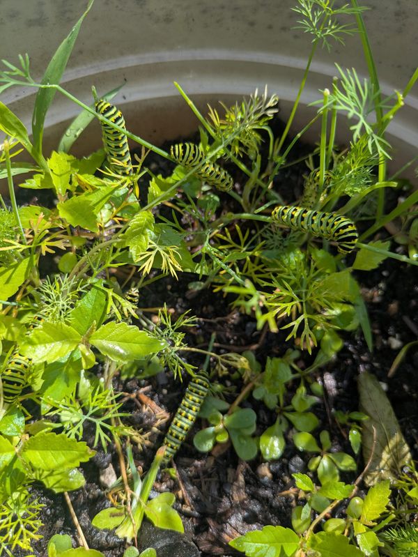 Watch This Caterpillar Munch On Some Dill in Real Time!