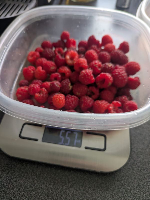 First Raspberry Harvest of the Season! | St. Paul, Minnesota Garden Update