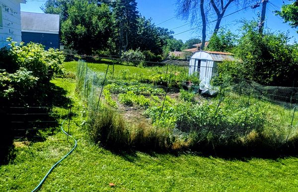 BEATING Grocery Inflation! The Current ROI of My St. Paul Garden