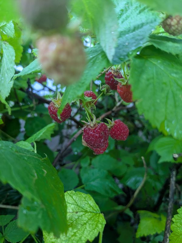 Growing Raspberries on St. Paul's East Side: Massive Minnesota July Harvest!