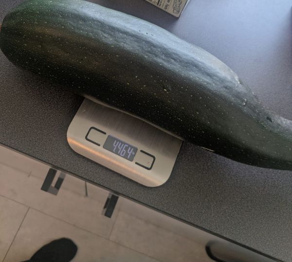 Giant Zucchini Harvest in St. Paul, MN | First Monster Squash of the Year