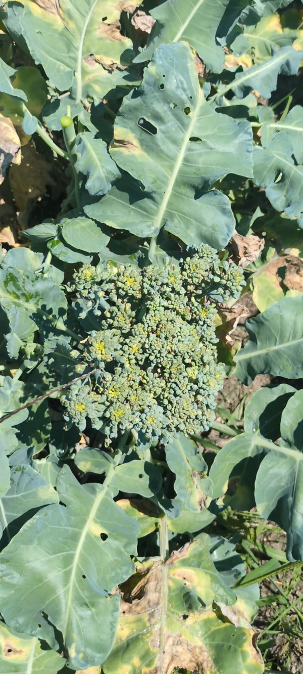 First Fresh Broccoli Harvest in St. Paul, MN