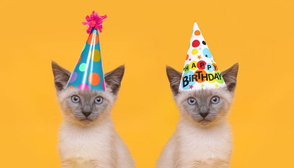 Kära internet, grattis på 50-årsdagen!