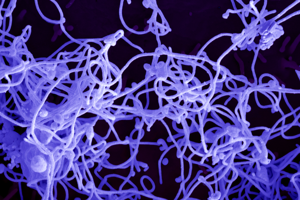 Nxera hits second Lilly milestone in metabolic deal