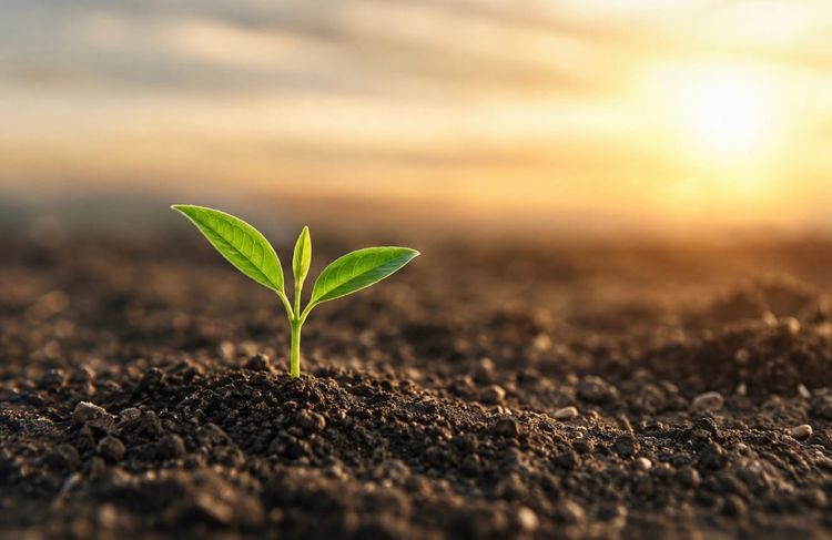 What Grows Around You Reveals What Lives Within You