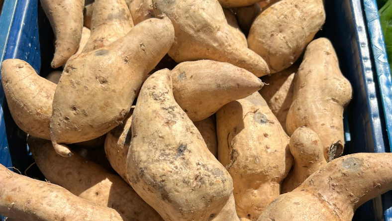 淮山＝山藥？了解種類、功效好處、禁忌、孕婦食用指南（附3款食譜）