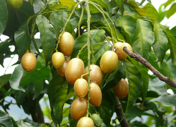 【黃皮】怎麼吃？ 了解好處、壞處、功效及營養（附3大煲湯食譜）