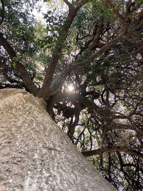 The Code PUSD Forgot: California's Mandatory Shade Tree Law for Schools