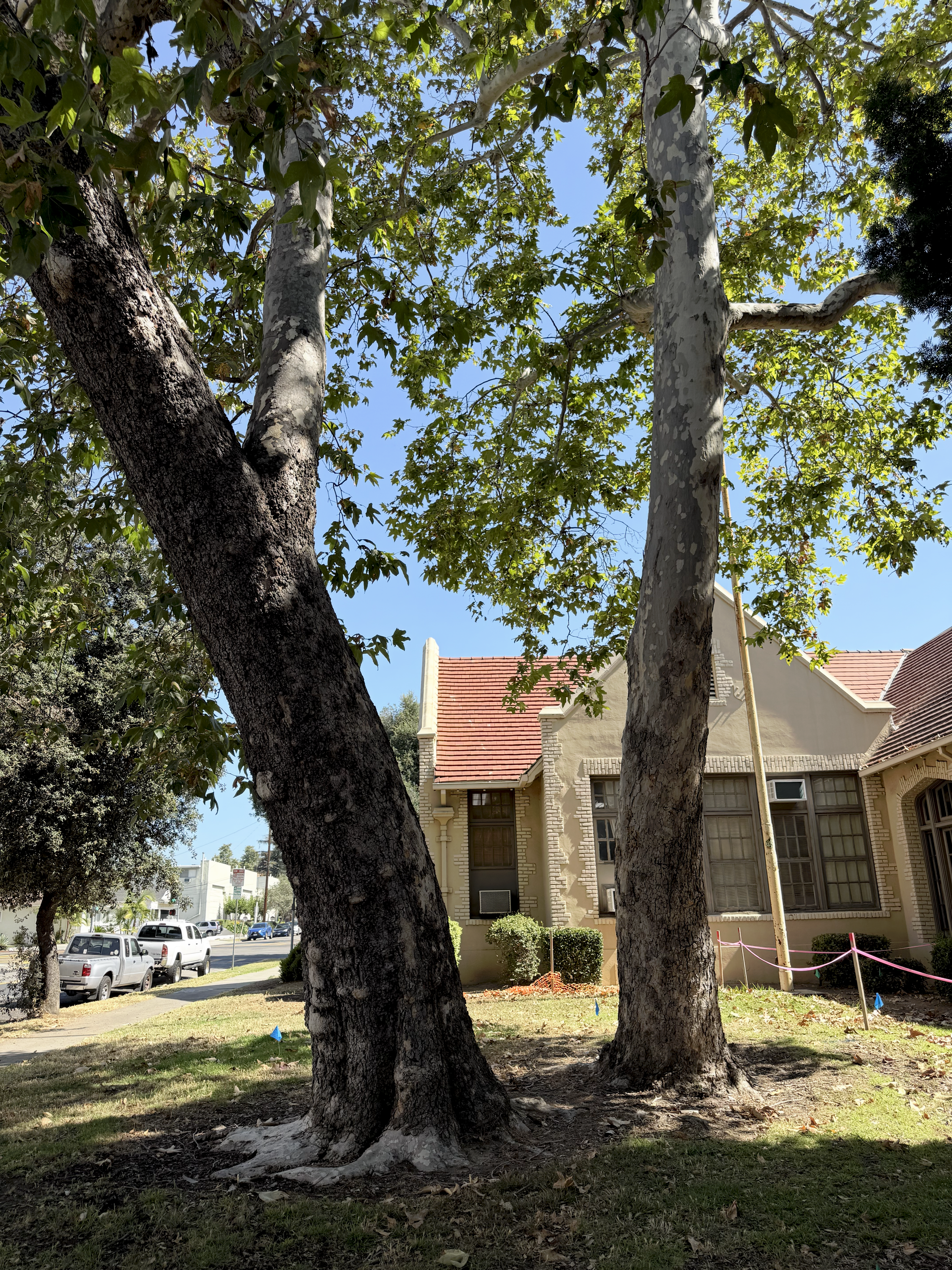PUSD's 195-Tree Removal Plan Raises Questions About Hidden Land Deals