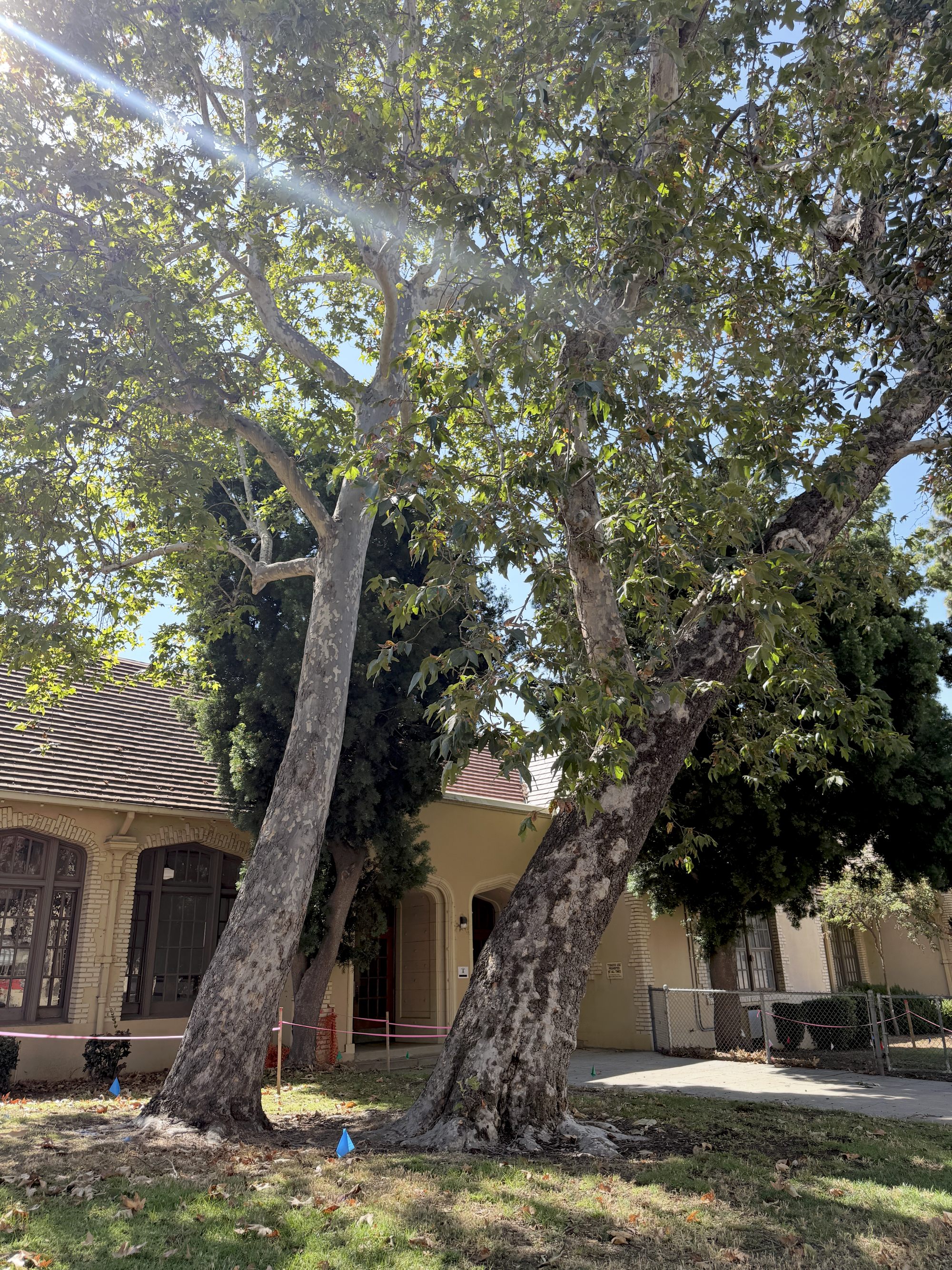 PUSD Education Center - 1.5 of 22 Trees Gone