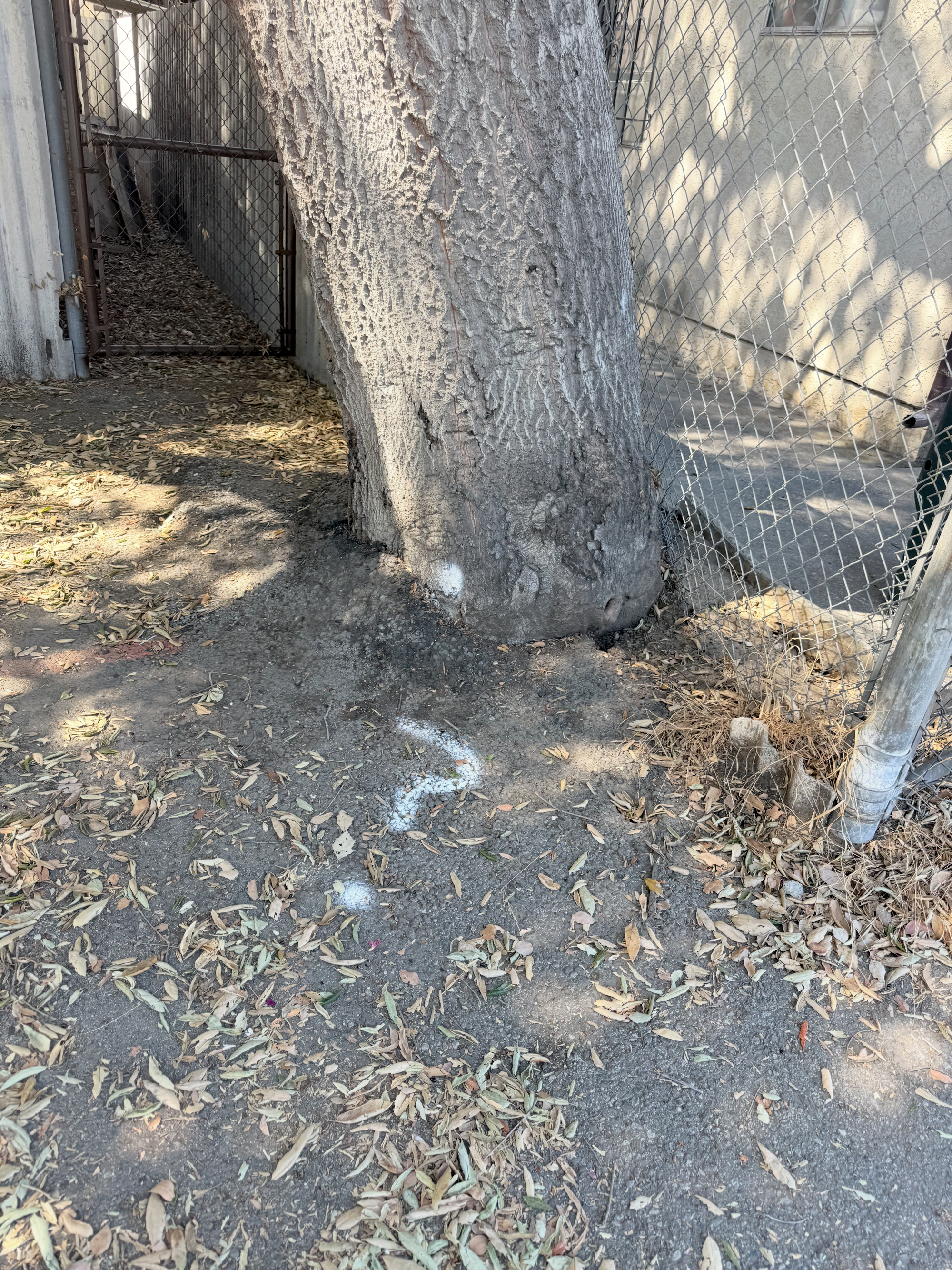 June 13 - Second Bird Nest at Risk