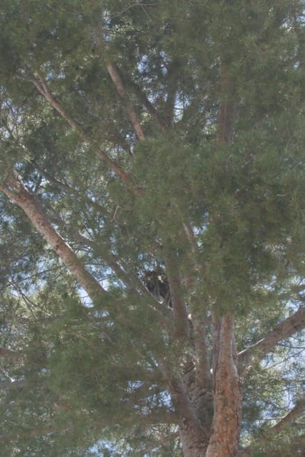 June 12 - Bird Nest at Risk