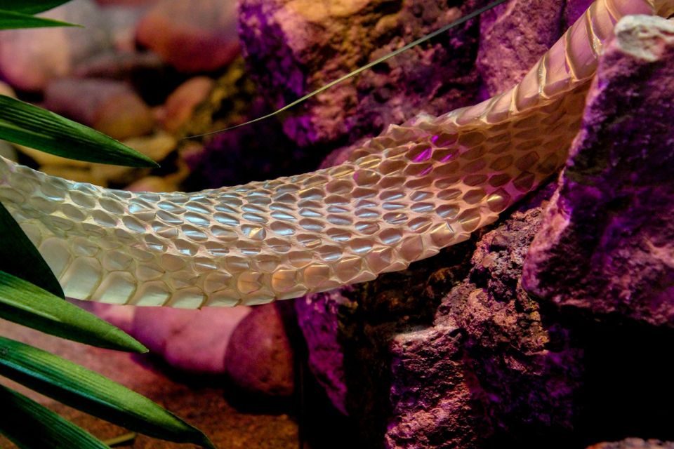 Spiritual Shedding