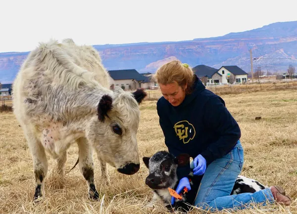 Kathryn Bedell works with a calf on her ranch in Mesa County, CO.