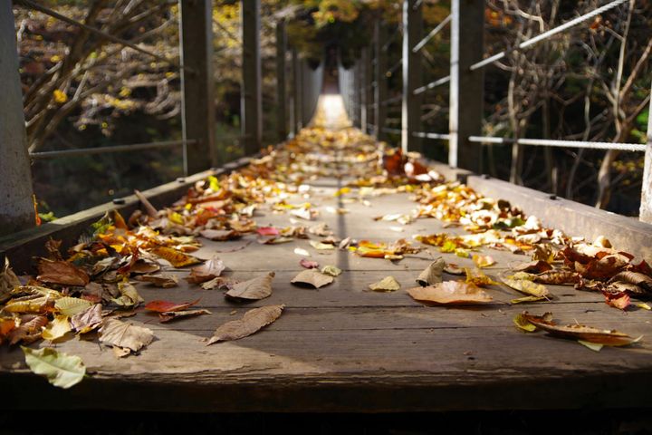Wooden foot bridge covered in leaves receding into the distance