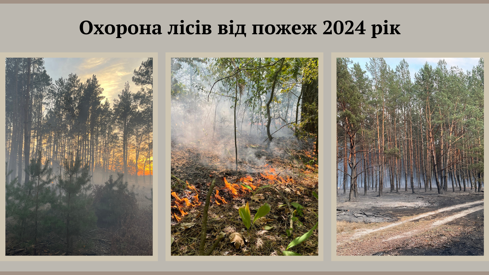 Підсумки 2024 року: охорона лісів від пожеж